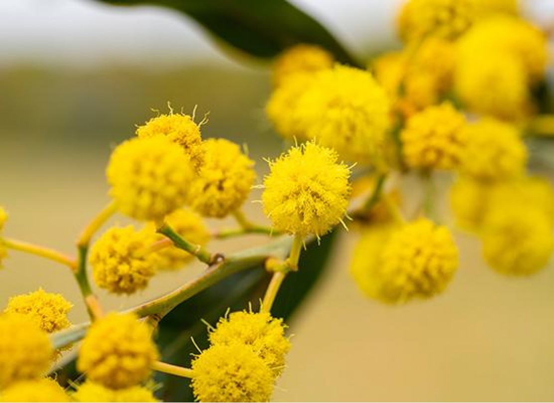كل ما تحتاج معرفته عن نبتة الأكاسيا جلوكا وأسرار العناية بها