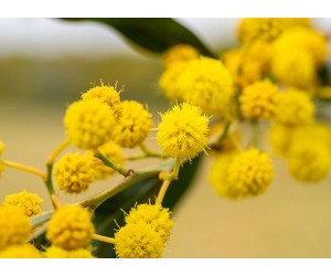 كل ما تحتاج معرفته عن نبتة الأكاسيا جلوكا وأسرار العناية بها