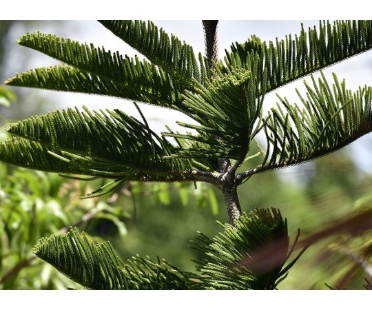 نبتة الأروكاريا طرق العناية والتكاثر