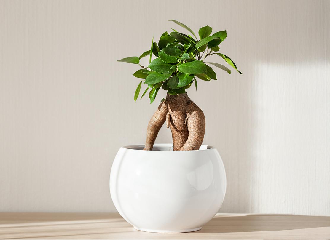 كل ما تحتاج معرفته عن نبتة فيكس ميكروكاربا