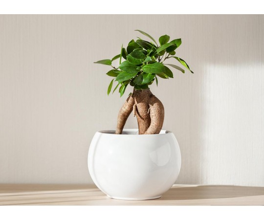 كل ما تحتاج معرفته عن نبتة فيكس ميكروكاربا