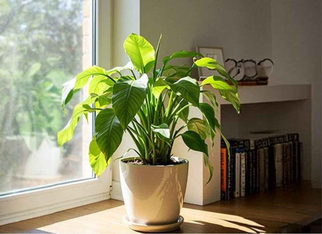 أفضل النباتات الداخلية التي تعيش في الإضاءة الخفيفة