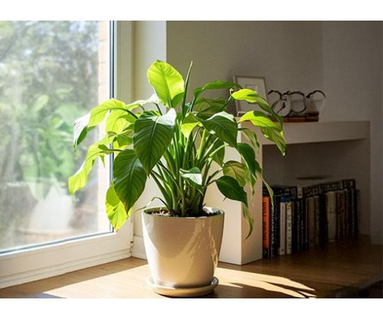 أفضل النباتات الداخلية التي تعيش في الإضاءة الخفيفة