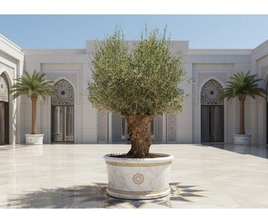 شجرة الزيتون: شجرة البركة والأصالة عبر الأديان والحضارات