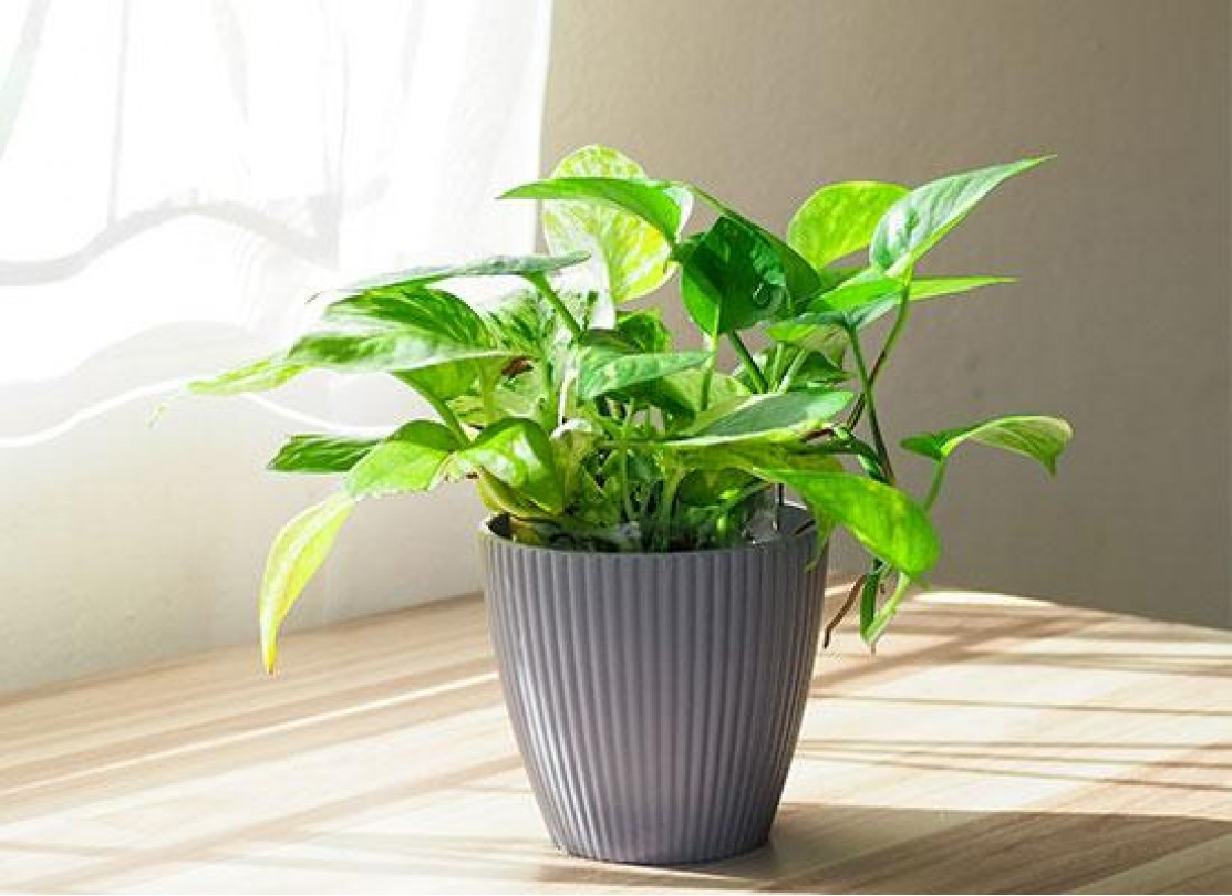 نبات البوتس طرق العناية والتكاثر 