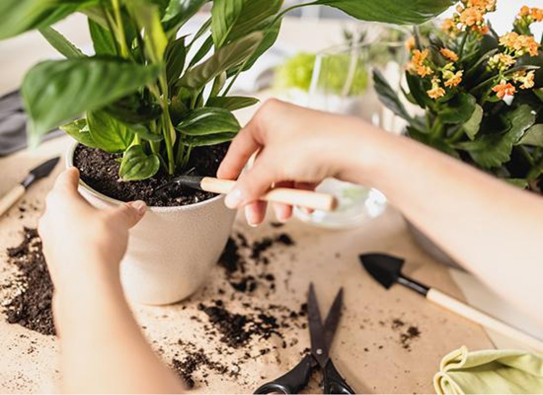 كيف تختار الحوض المناسب لكل نوع نبات