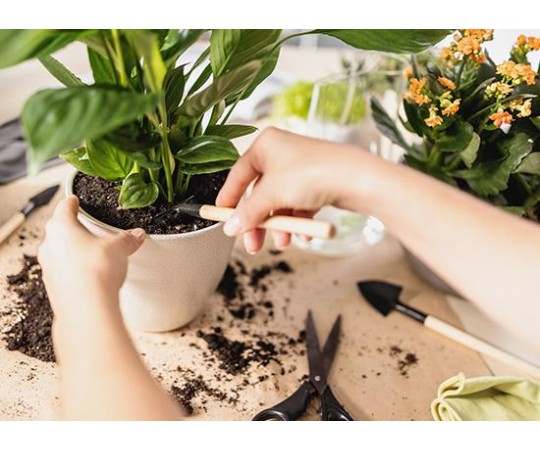 كيف تختار الحوض المناسب لكل نوع نبات