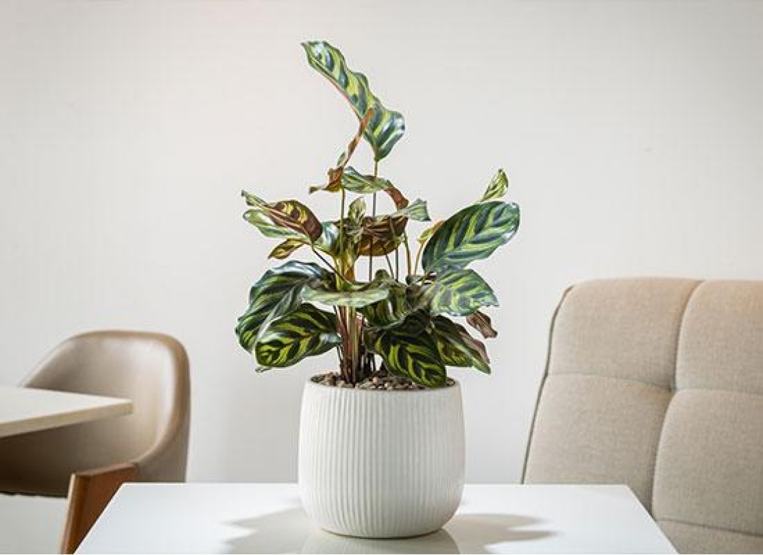 نبتة الكلاثيا جمال طبيعي بلمسة مميزة