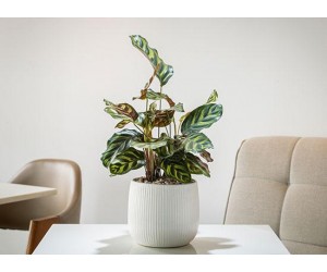 نبتة الكلاثيا جمال طبيعي بلمسة مميزة