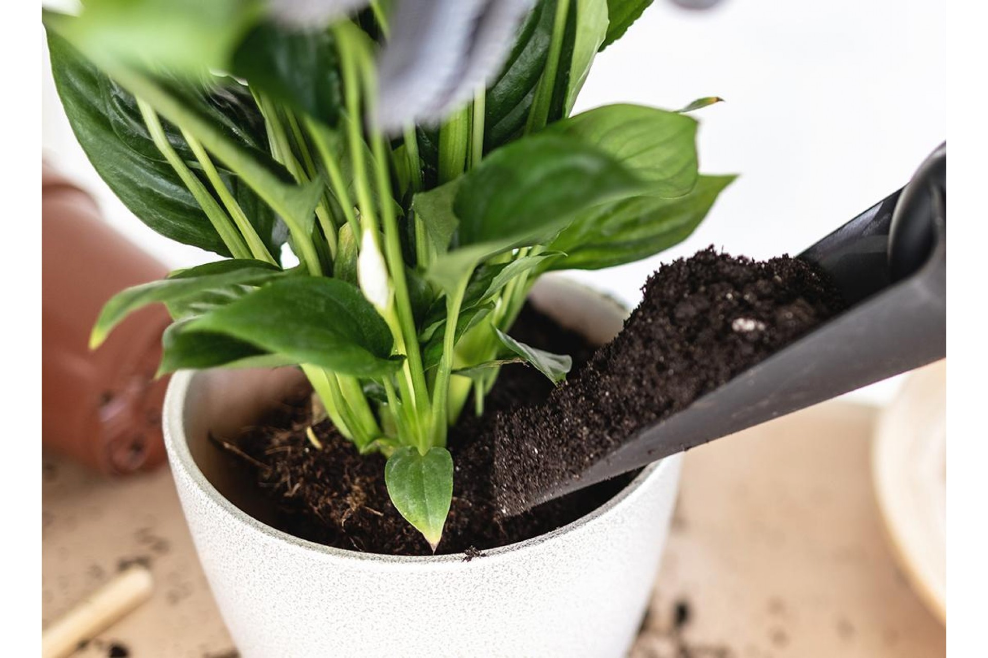 كيف تختار التربة؟