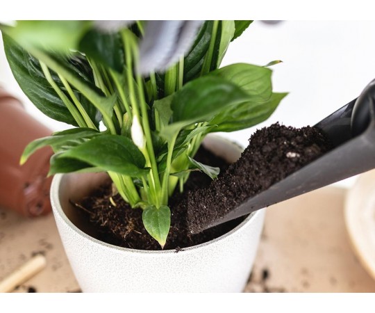 كيف تختار التربة؟