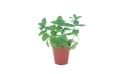 نعناع التفاح