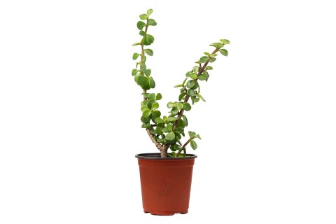 بورتلاكاريا بروستراتا ( رجلة الصبار)