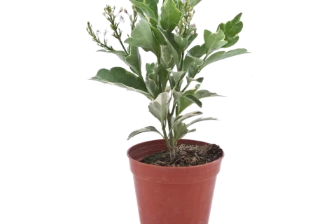 Pseuderanthemum Atropurpureum Purple