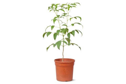 نبتة تيكوما ستانس