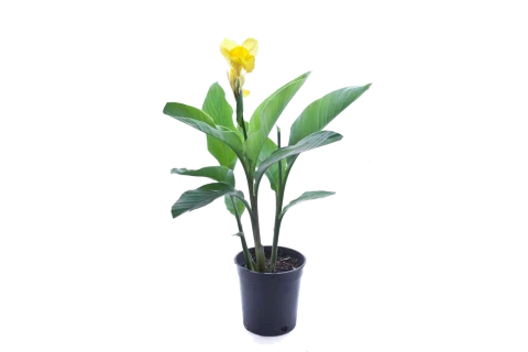 Canna Hybrid Yellow