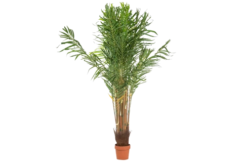  نخلة اصطناعية 
