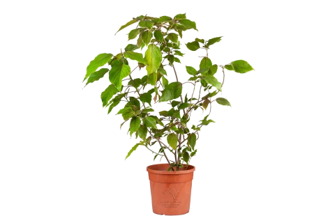 Acalypha wilkensiana marginata