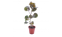 Acalypha Wilkesiana Moorea