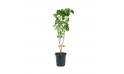 Acalypha