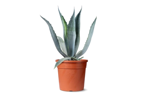 Agave Atrovirens