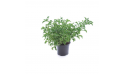Alternathera Hybrid Green