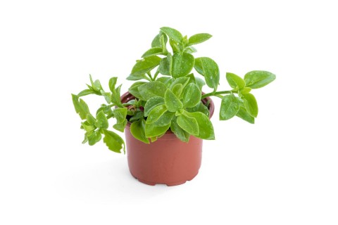 ابتينيا-زهرة الشمس