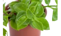 ابتينيا-زهرة الشمس