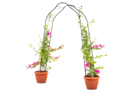 Bougainvillea hybrid bright pink