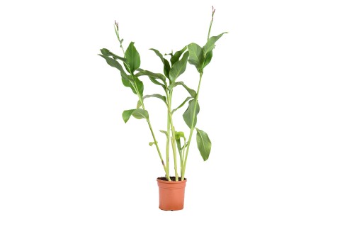 نبته كانا هايبر هجين أحمر