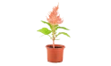 Celosia - Plumosa Kim - Orange