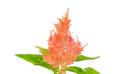 Celosia - Plumosa Kim - Orange