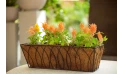 Celosia - Plumosa Kim - Orange