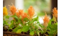 Celosia - Plumosa Kim - Orange