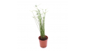 Cyperus Papyrus