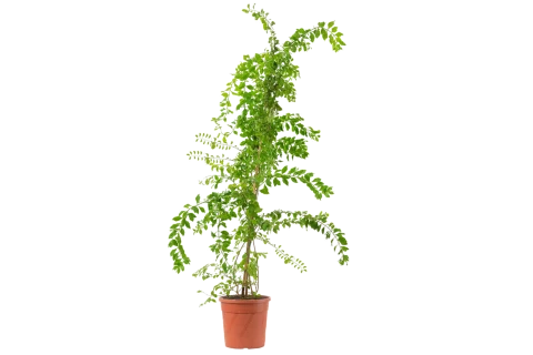 Duranta repens blue