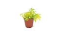 دورانتا