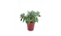 Eranthemum  Hybrid Prostate