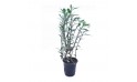 Eranthemum Hybrid Tall Blue