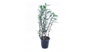 Eranthemum Hybrid Tall Blue