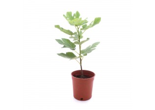 Ficus carica