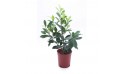 Ficus Nitida Golden