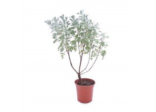 Helicrysum silver wonder