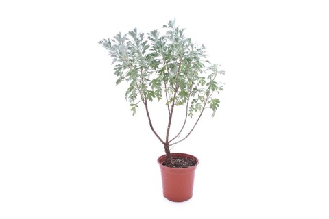 هليكرسوم  ( زهرة الذهب )