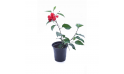 Hibiscus Rls Red