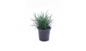 Ophiopogon Japonicas