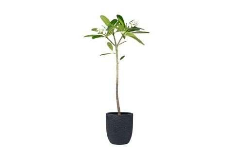 بلوميريا (ياسمين هندي)
