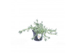 Portulaca grandiflora white