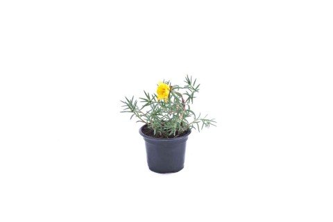 Portulaca grandiflora yellow