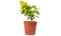 سيدرانثيمم